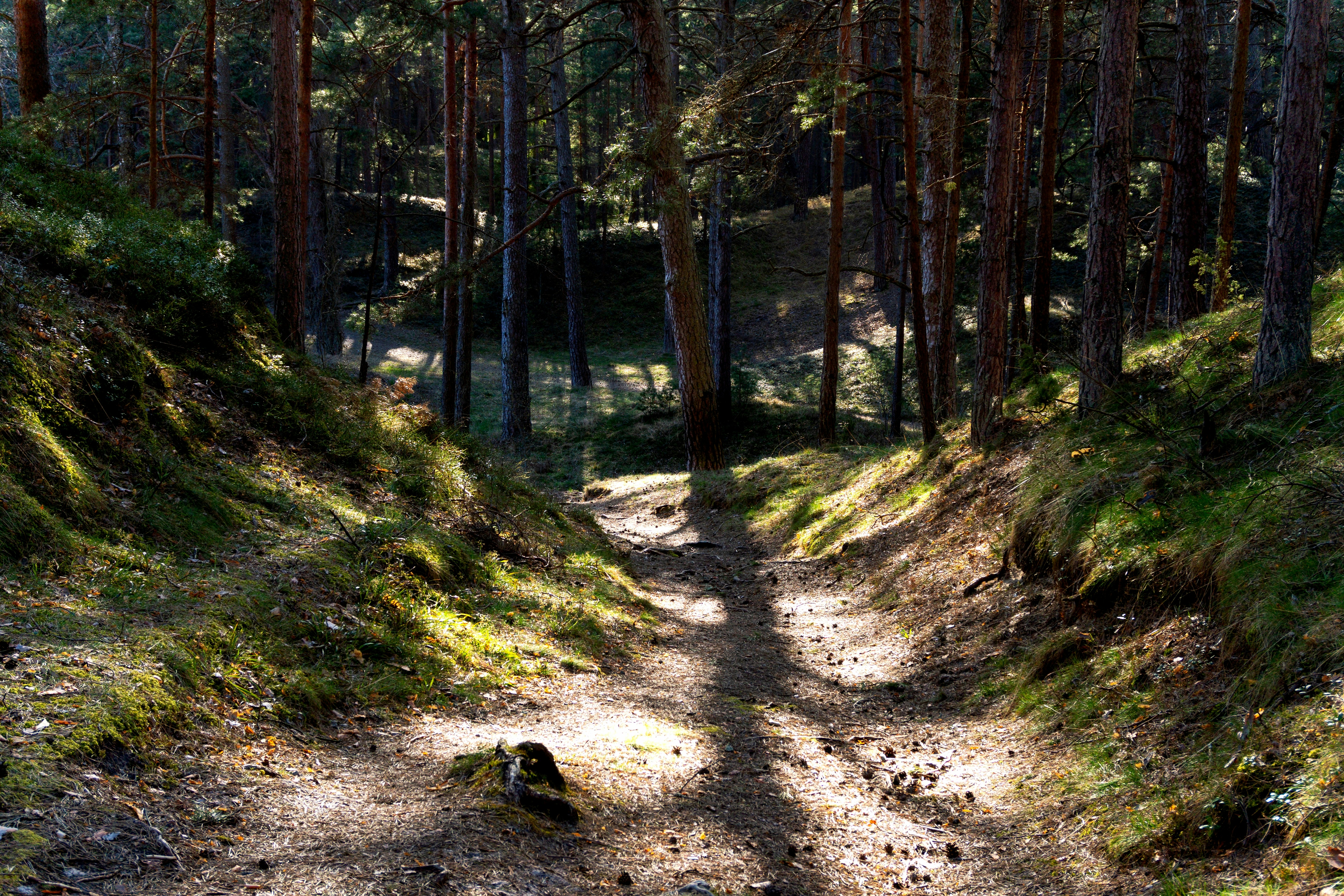 A dark forest path representing the inner journey.